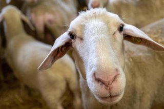 La maladie de la langue bleue touche principalement les moutons.